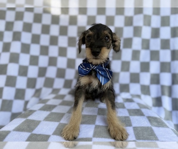 Medium Photo #5 Schnauzer (Miniature) Puppy For Sale in LAKELAND, FL, USA