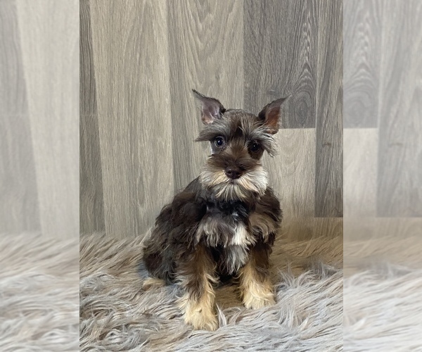 Medium Photo #2 Schnauzer (Miniature) Puppy For Sale in CANOGA, NY, USA