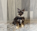 Small Photo #2 Schnauzer (Miniature) Puppy For Sale in CANOGA, NY, USA