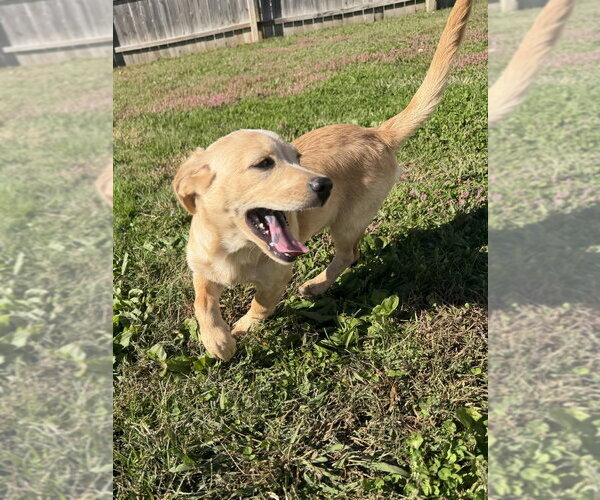 Medium Photo #3 Labrador Retriever-Unknown Mix Puppy For Sale in Aurora, IN, USA