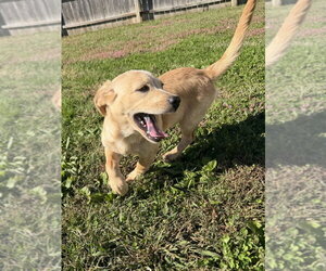 Hawaii : Hanalei - Female Labrador Retriever-Unknown Mix Dog for Adoption - Photo #3
