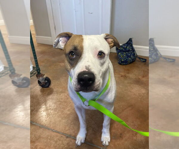 Medium Photo #1 American Pit Bull Terrier-Unknown Mix Puppy For Sale in Bolivar, MO, USA