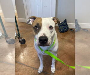 American Pit Bull Terrier-Unknown Mix Dogs for adoption in Bolivar, MO, USA