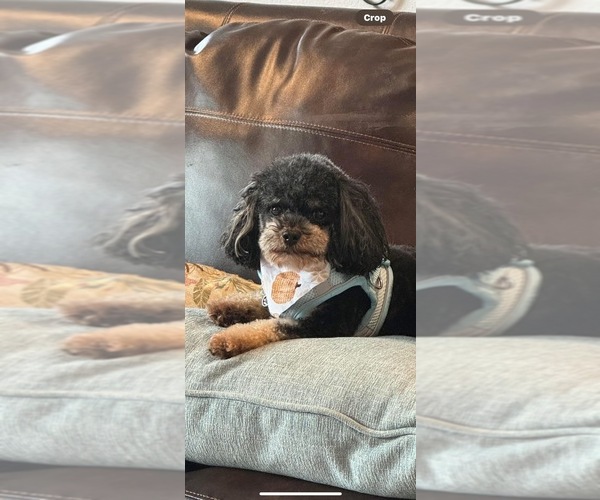 Medium Photo #1 Aussiedoodle Miniature  Puppy For Sale in JENNINGS, LA, USA