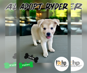 Labrador Retriever Dogs for adoption in Menifee, CA, USA