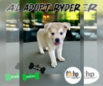 Small Labrador Retriever