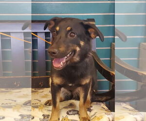 Mutt Dogs for adoption in Amarillo, TX, USA