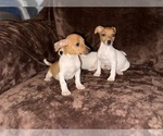 Small #7 Jack Russell Terrier