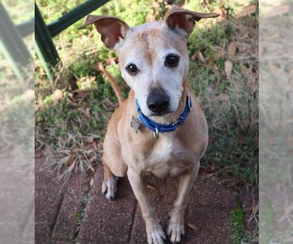 Medium Photo #6 Greyhound-Jack Russell Terrier Mix Puppy For Sale in Kennesaw, GA, USA