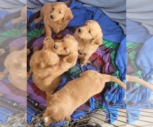 Goldendoodle Litter for sale in STEUBENVILLE, OH, USA