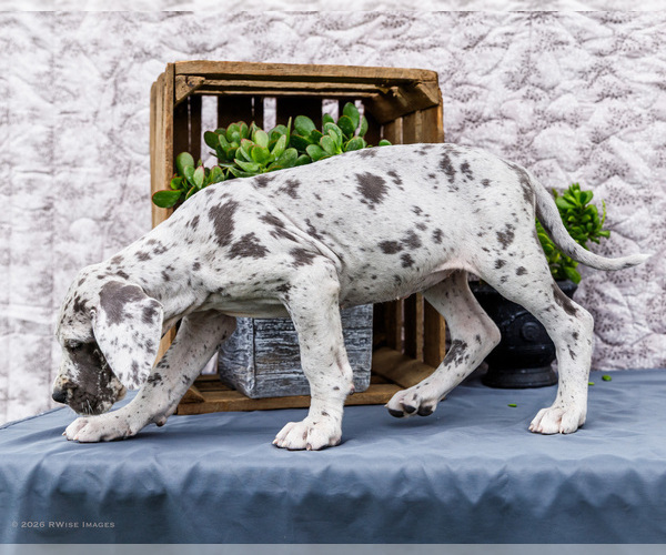 Medium Photo #9 Great Dane Puppy For Sale in WAKARUSA, IN, USA