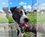 Small #11 American Pit Bull Terrier-American Staffordshire Terrier Mix