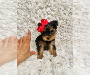 Yorkshire Terrier Puppy for sale in INDIANAPOLIS, IN, USA