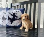 Small Photo #1 Cavapoo Puppy For Sale in FRANKLIN, IN, USA