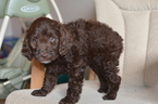 Puppy 1 Brittany-Poodle (Miniature) Mix