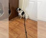 Small Chihuahua Mix