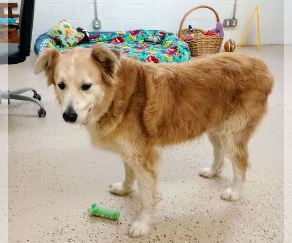 Medium Photo #8 Australian Shepherd-Great Pyrenees Mix Puppy For Sale in York, SC, USA
