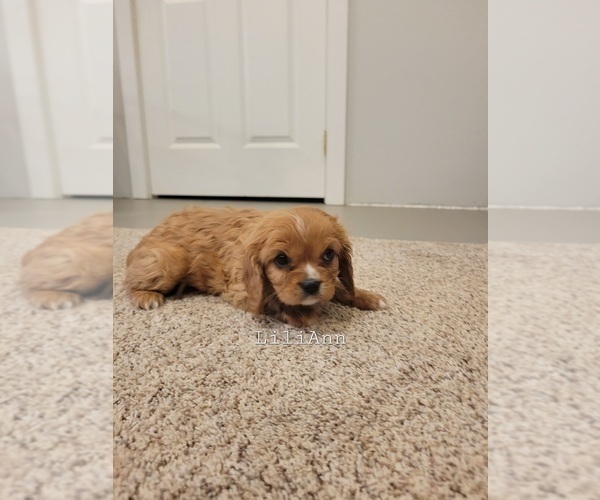 Medium Photo #1 Cavalier King Charles Spaniel Puppy For Sale in ORRVILLE, OH, USA