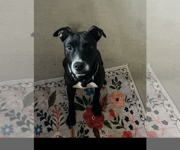 Medium Photo #2 Mutt Puppy For Sale in Denton, TX, USA