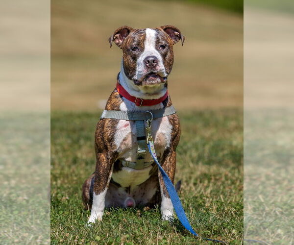 Medium Photo #3 American Staffordshire Terrier Puppy For Sale in Lawrenceville, NJ, USA