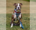 Small #2 American Staffordshire Terrier