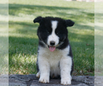 Small #1 Samoyed-Siberian Husky Mix