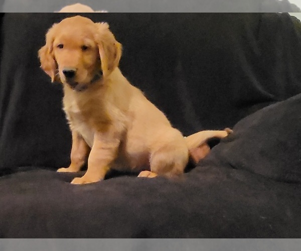 Medium Photo #9 Golden Retriever Puppy For Sale in CLAREMORE, OK, USA