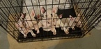 Small Photo #81 Bull Terrier Puppy For Sale in JACKSON, MI, USA