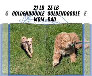 Mother of the Goldendoodle (Miniature) puppies born on 08/15/2025