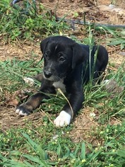 Australian Shepherd-Unknown Mix Puppy for sale in MARYVILLE, TN, USA