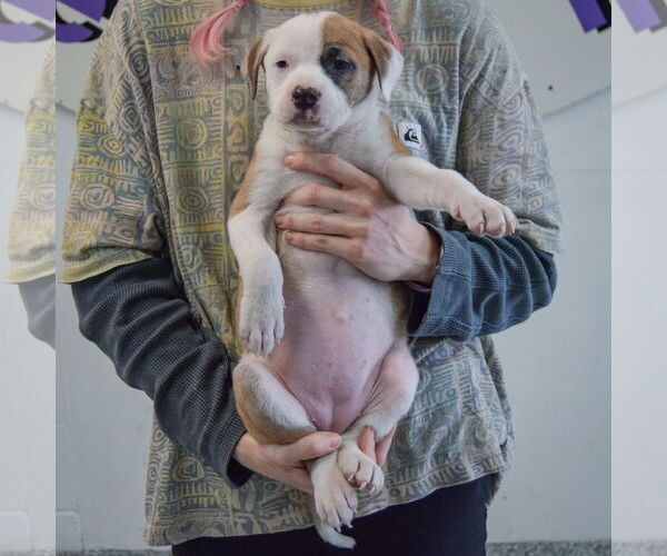 Medium Photo #4 American Staffordshire Terrier-Boxer Mix Puppy For Sale in Huntley, IL, USA