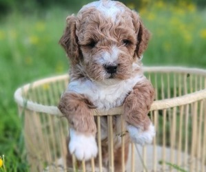 Cockapoo Puppy for sale in CUMBERLAND, VA, USA