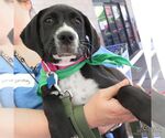Small #4 Labrador Retriever Mix