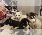 Small Photo #31 German Shepherd Dog-Siberian Husky Mix Puppy For Sale in SAINT MARYS, KS, USA