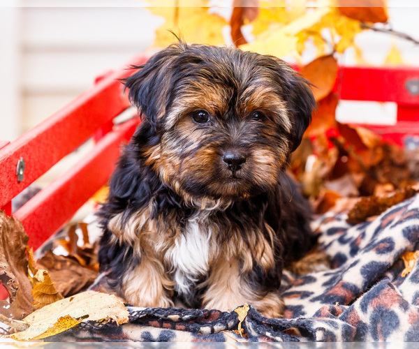 Medium Photo #9 Shorkie Tzu Puppy For Sale in WAKARUSA, IN, USA