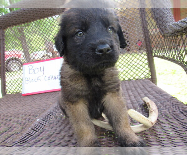 Medium Photo #4 Mastiff Puppy For Sale in FARMERVILLE, LA, USA
