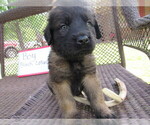 Small Photo #4 Mastiff Puppy For Sale in FARMERVILLE, LA, USA