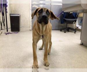 Mastiff-Unknown Mix Dogs for adoption in Riverside, CA, USA