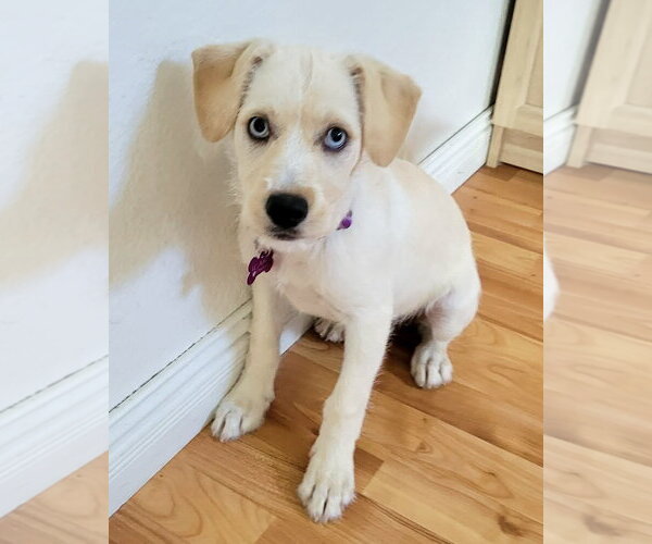 Medium Photo #2 Mutt Puppy For Sale in Corona, CA, USA