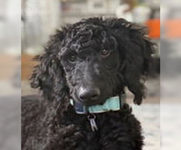 Medium Photo #4 Goldendoodle Puppy For Sale in Fremont, CA, USA