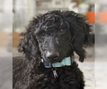 Small #3 Goldendoodle