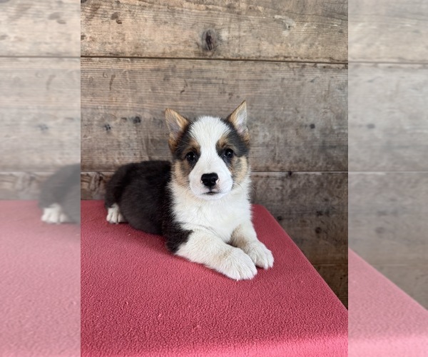 Medium Photo #9 Pembroke Welsh Corgi Puppy For Sale in VERMONTVILLE, MI, USA