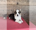 Small #8 Pembroke Welsh Corgi