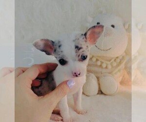 Medium Chihuahua