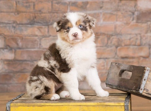 Medium Photo #11 Australian Shepherd Puppy For Sale in ROBERTS, IL, USA