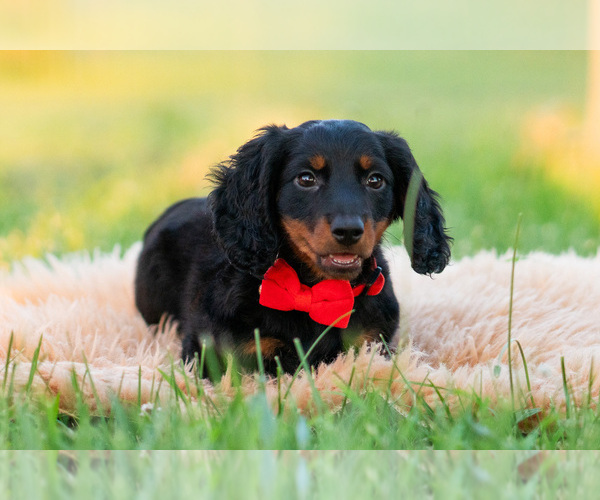 Medium Photo #19 Dachshund Puppy For Sale in WARSAW, IN, USA