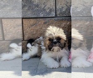 Shih Tzu Puppy for sale in CANOGA, NY, USA