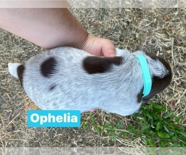 Medium Photo #43 Pointer Puppy For Sale in SACRAMENTO, CA, USA
