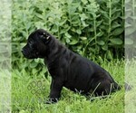Small #2 Cane Corso
