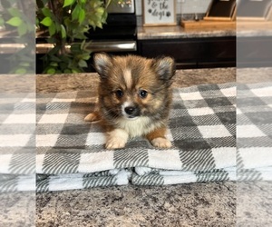 Pomeranian Puppy for sale in INDIANAPOLIS, IN, USA